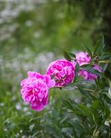 Beautiful fragrant flowers in summer garden. Pink peonies in full bloom. photo