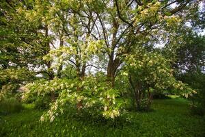 Robinia pseudoacacia, false acacia trees in bloom. photo