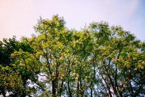 Robinia pseudoacacia, false acacia trees in bloom. photo