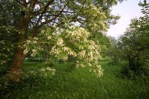 Robinia pseudoacacia, false acacia trees in bloom. photo