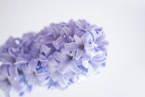 Purple fragrant hyacinth flower in full bloom. photo