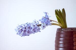 Purple fragrant hyacinth flower in full bloom. photo