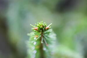 Green branches of a fir-tree close-up. Coniferous tree in the summer forest. photo