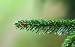 Green branches of a fir-tree close-up. Coniferous tree in the summer forest. photo