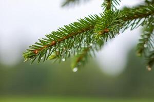 Green branches of a fir-tree close-up. Coniferous tree in the summer forest. photo