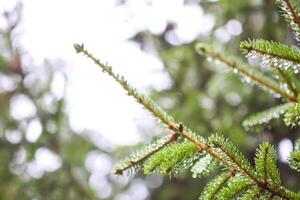 Green branches of a fir-tree close-up. Coniferous tree in the summer forest. photo