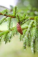 Green branches of a fir-tree close-up. Coniferous tree in the summer forest. photo