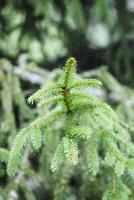 Green branches of a fir-tree close-up. Coniferous tree in the summer forest. photo