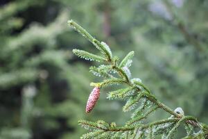 Green branches of a fir-tree close-up. Coniferous tree in the summer forest. photo