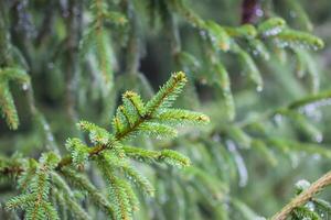 Green branches of a fir-tree close-up. Coniferous tree in the summer forest. photo