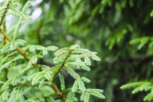 Green branches of a fir-tree close-up. Coniferous tree in the summer forest. photo