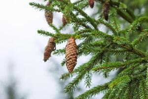 Green branches of a fir-tree close-up. Coniferous tree in the summer forest. photo