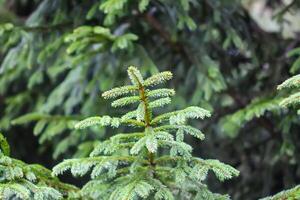 Green branches of a fir-tree close-up. Coniferous tree in the summer forest. photo