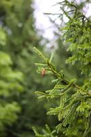Green branches of a fir-tree close-up. Coniferous tree in the summer forest. photo