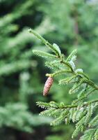 Green branches of a fir-tree close-up. Coniferous tree in the summer forest. photo