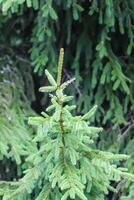Green branches of a fir-tree close-up. Coniferous tree in the summer forest. photo