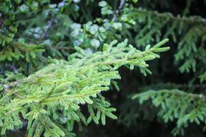 Green branches of a fir-tree close-up. Coniferous tree in the summer forest. photo