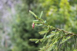 Green branches of a fir-tree close-up. Coniferous tree in the summer forest. photo