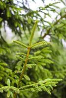 Green branches of a fir-tree close-up. Coniferous tree in the summer forest. photo