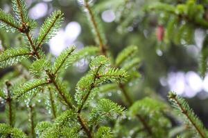 Green branches of a fir-tree close-up. Coniferous tree in the summer forest. photo
