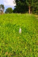 Countryside landscape with green fields and blue sky in Latvia. photo