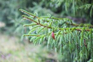 Green branches of a fir-tree close-up. Coniferous tree in the summer forest. photo