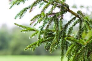 Green branches of a fir-tree close-up. Coniferous tree in the summer forest. photo