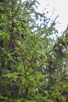 Green branches of a fir-tree close-up. Coniferous tree in the summer forest. photo