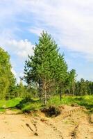 Countryside landscape with green fields and blue sky in Latvia. photo