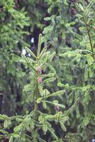 Green branches of a fir-tree close-up. Coniferous tree in the summer forest. photo