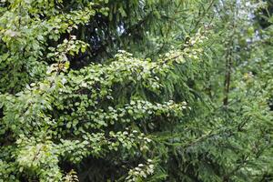 Green branches of a fir-tree close-up. Coniferous tree in the summer forest. photo