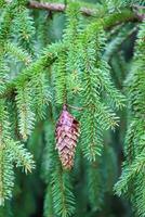 Green branches of a fir-tree close-up. Coniferous tree in the summer forest. photo