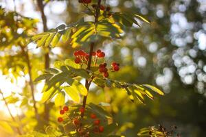 Rowan-tree branch with rowanberry in autumn park. photo
