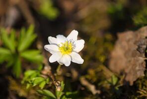White flower of snowdrop Anemone in spring forest. photo