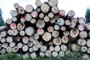 Cut logs close up. Chopped firewood in the countryside. photo