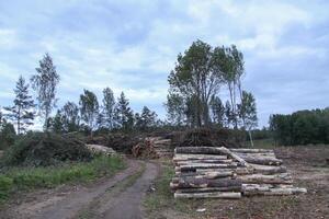 Chopped firewood in the countryside. photo