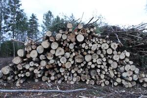 Chopped firewood in the countryside. photo