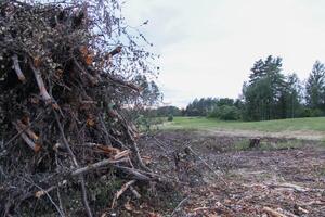 Chopped firewood in the countryside. Tree branches. photo