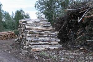 Chopped firewood in the countryside. photo