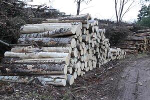Chopped firewood in the countryside. photo