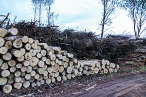 Chopped firewood in the countryside. photo
