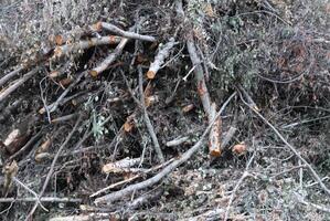 Chopped firewood in the countryside. Tree branches. photo