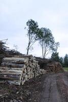 Chopped firewood in the countryside. photo