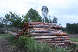 Chopped firewood in the countryside. photo