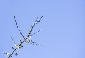 Spring tree branches with first green leaves and buds. photo
