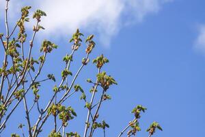 Spring tree branches with first green leaves and buds. photo