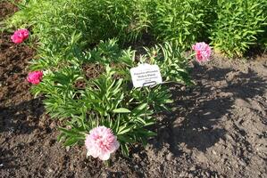 Paeonia officinalis plant with identification label in latin and latvian lahguage in botanical garden of Latvian University, Riga, Latvia. photo