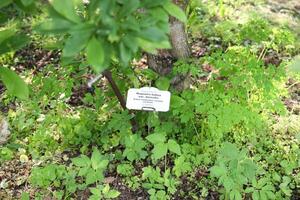 Magnolia cobus plant with identification label in latin and latvian lahguage in botanical garden of Latvian University, Riga, Latvia. photo