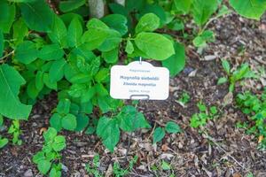 Magnolia sieboldii plant with identification label in in latin and latvian language in botanical garden of Latvian University, Riga, Latvia. photo