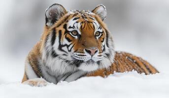 A tiger is laying in the snow with its head up. The tiger is looking at the camera photo